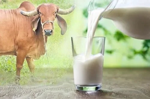 How do Organic Cow Milk Suppliers India Ensure Freshness and Quality?