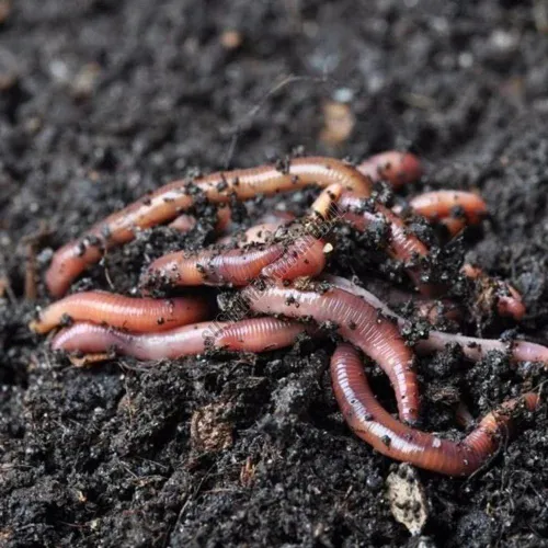 Why Live Earthworm Exporters India Are Leading the Global Organic Revolution