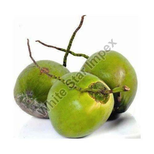 Fresh Tender Coconut Exporters: Supplying Premium Quality Tender Coconuts Worldwide