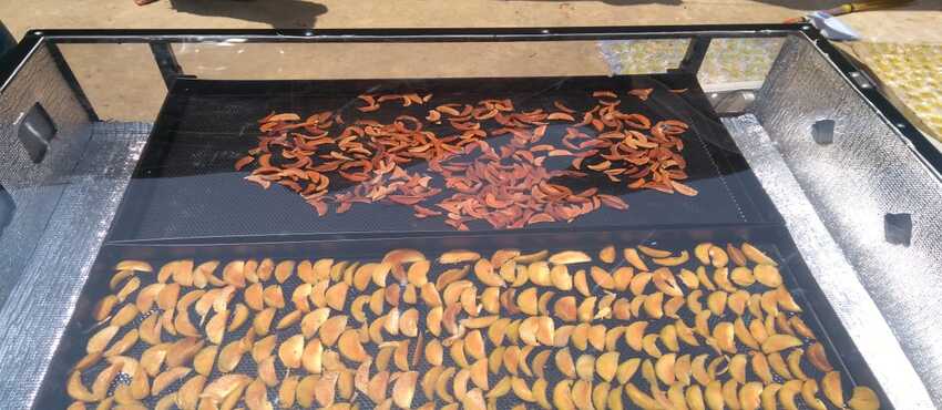 Commercial Solar Drying Solutions in Assam for Farmers, FPOs and Food Processing Industries
