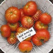 How Can You Compare Different Tomato Seeds Manufacturers?