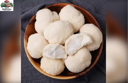 Fresh White Mushroom Supplier – Quality, Nutrition and Freshness by AMM Mushroom Gram Udhyog