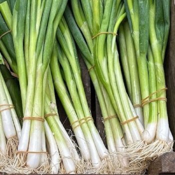 How Spring Onions Are Sorted, Graded and Packed for Market Supply