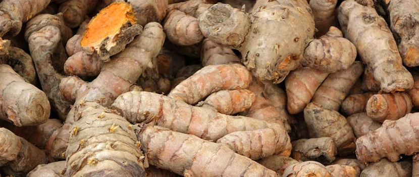 Choose a Reliable Fresh Raw Turmeric Finger Supplier for Your Business