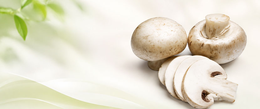 Choose Fresh Organic White Button Mushroom for Your Requirements