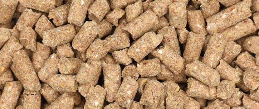 Which Camel Feed Manufacturers Gujarat Offer Quality Nutrition for Healthy Camel Growth?