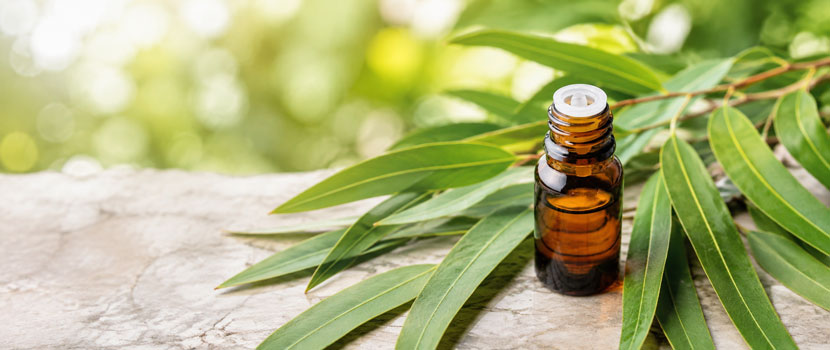 Who Are the Leading Eucalyptus Essential Oil Exporters for Global Buyers?