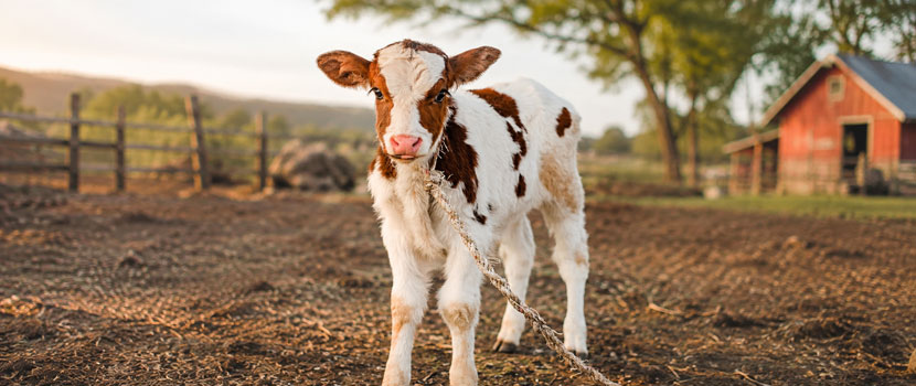 Female Sahiwal Calf Supplier for Dairy and Breeding Requirements