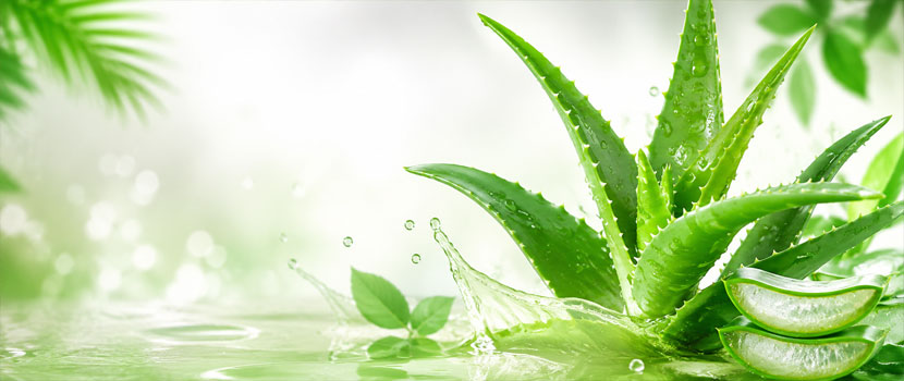 Aloe Vera Juice Manufacturer, Exporter & Supplier | Kinetic Traders