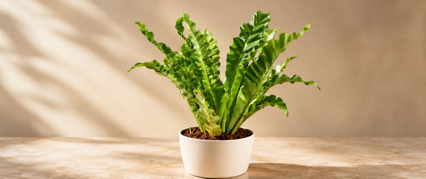Choosing the Right Plant Growth Enhancer Fertilizer Manufacturer for Your Business