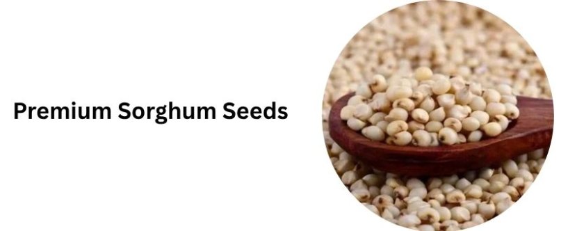 What Should You Consider When Choosing a Premium Sorghum Seeds Supplier?