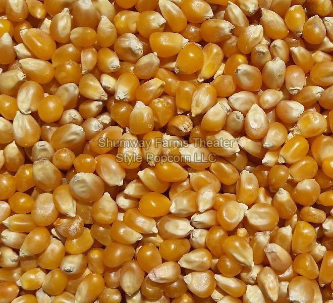 Why should you buy Whole Maize Kernels?