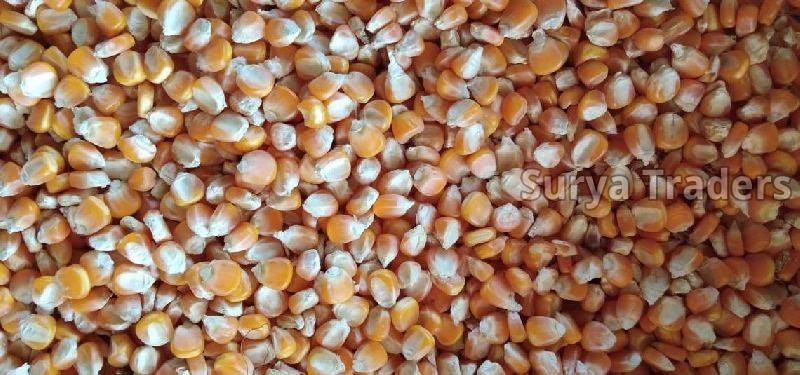 Health Benefits of Maize Seeds
