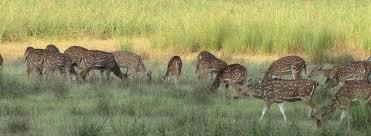 Kanha National Park Tour