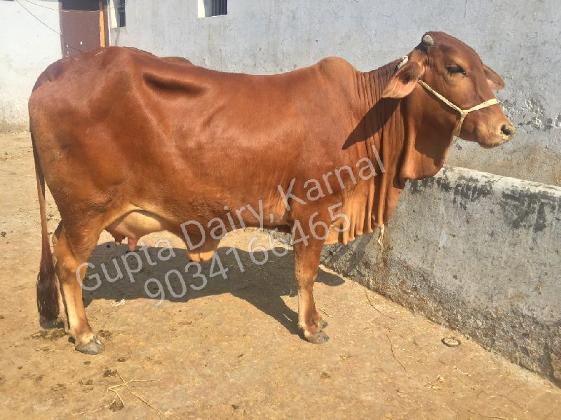 Sahiwal Cow – The Best Breed of Cow In Haryana and Punjab