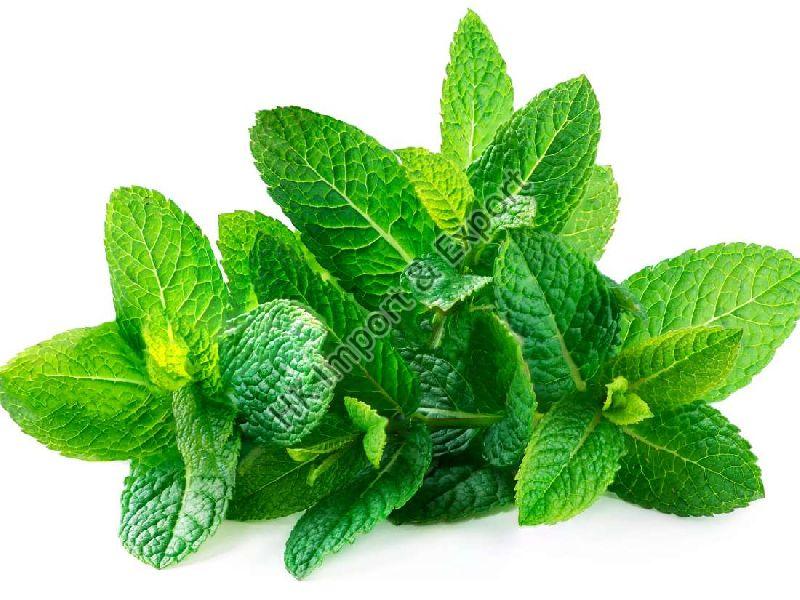 The Amazing Health Benefits Which Mint Leaves Have On Offer